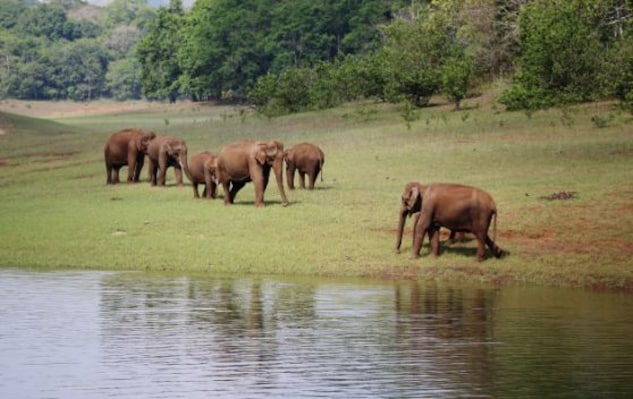 Thekkady_wildlife