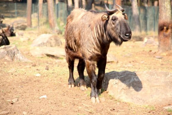 Thimphu Motithang Takin Preserve Landscape Image
