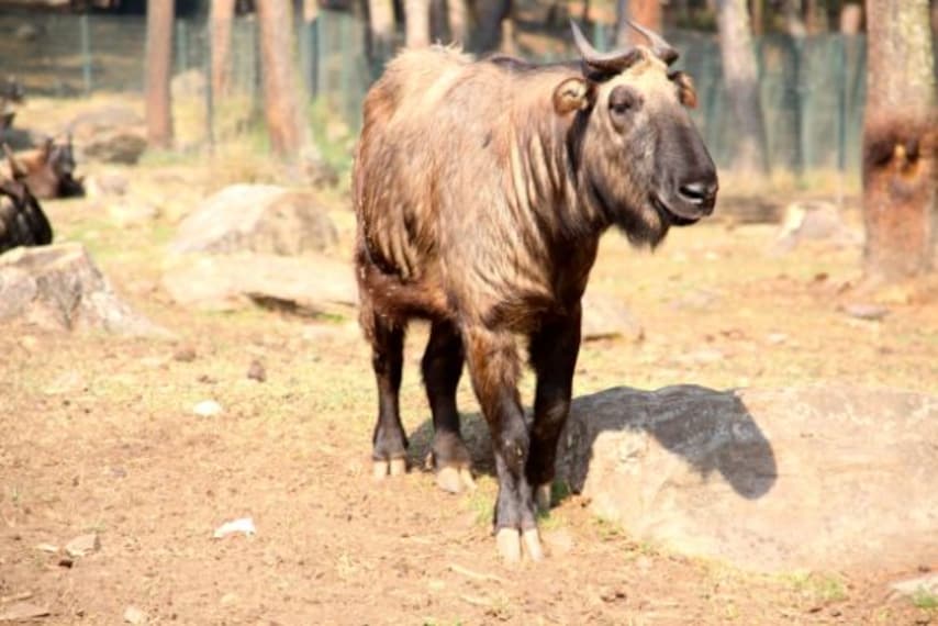 Thimphu Motithang Takin Preserve Landscape Image