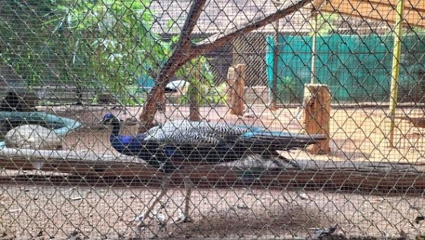 Thrissur_zoo_and_state_museum_3