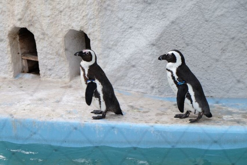 tokyo_ueno_zoo