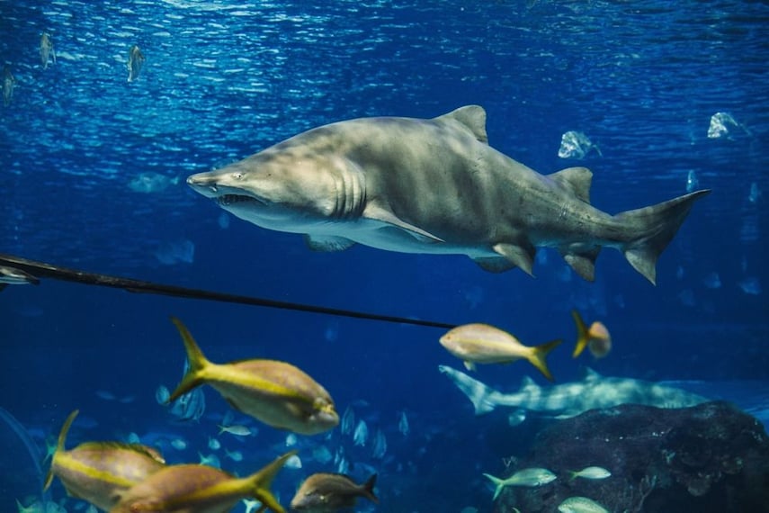 ripleys-aquarium-toronto-3
