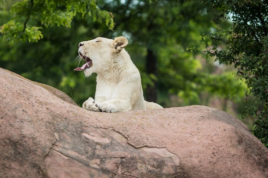 toronto-zoo-toronto-2