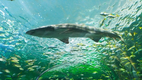 Ripleys Aquarium