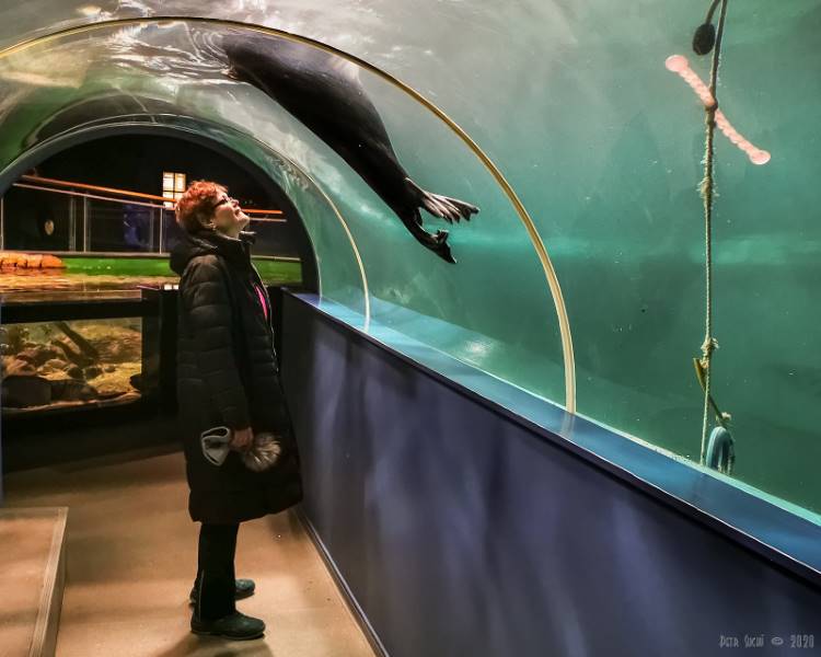 Tromso_Polaria_Aquarium_2
