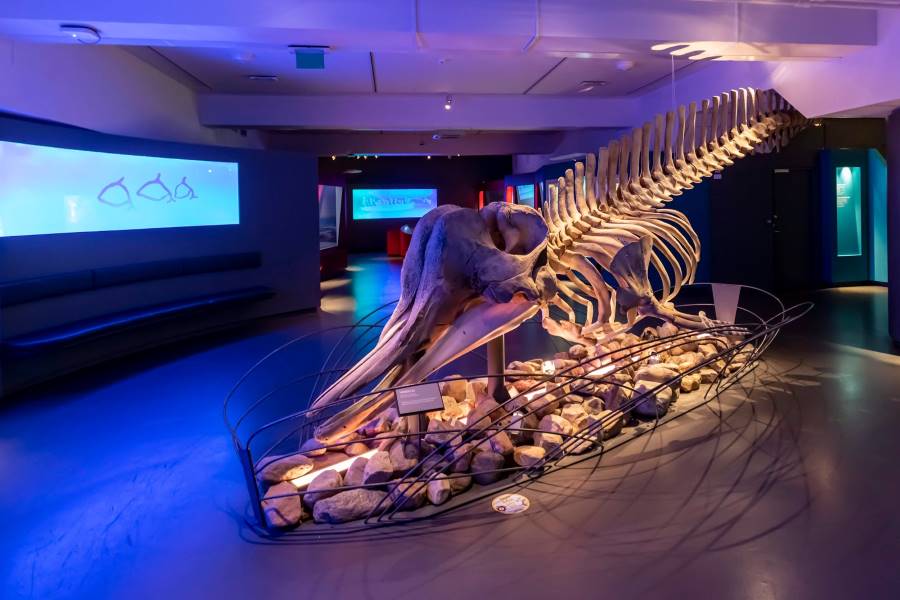 Tromso_The_Arctic_University_Museum_of_Norway_6