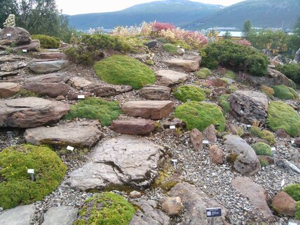 Arctic Alpine Botanic Garden