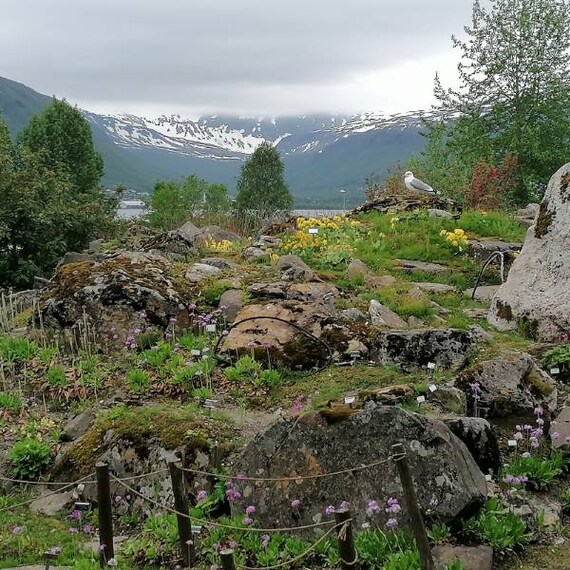 Tromso_Arctic_Alpine_Botanic_Garden_8