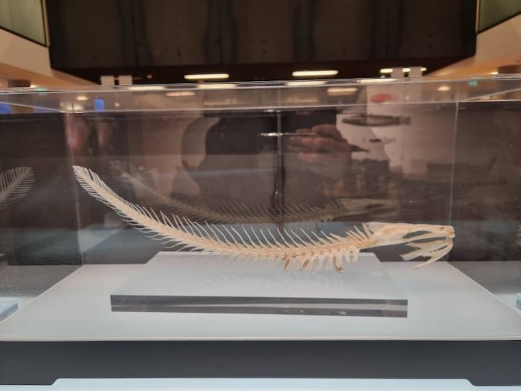 Tromso_Blue_Vision_5