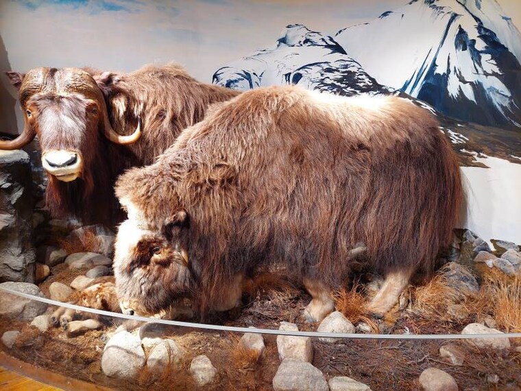 Tromso_The_Polar_Museum_8