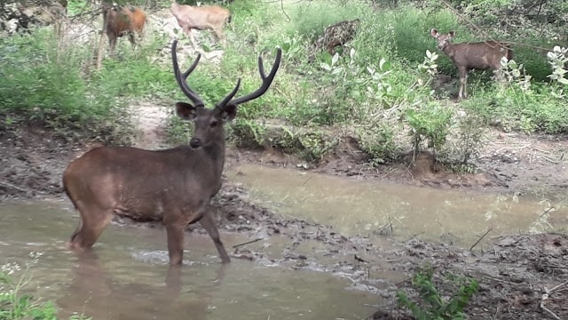 Bathinda_Zoological_garden_1