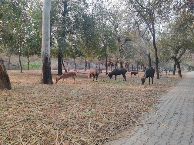 Bathinda_Zoological_garden_2