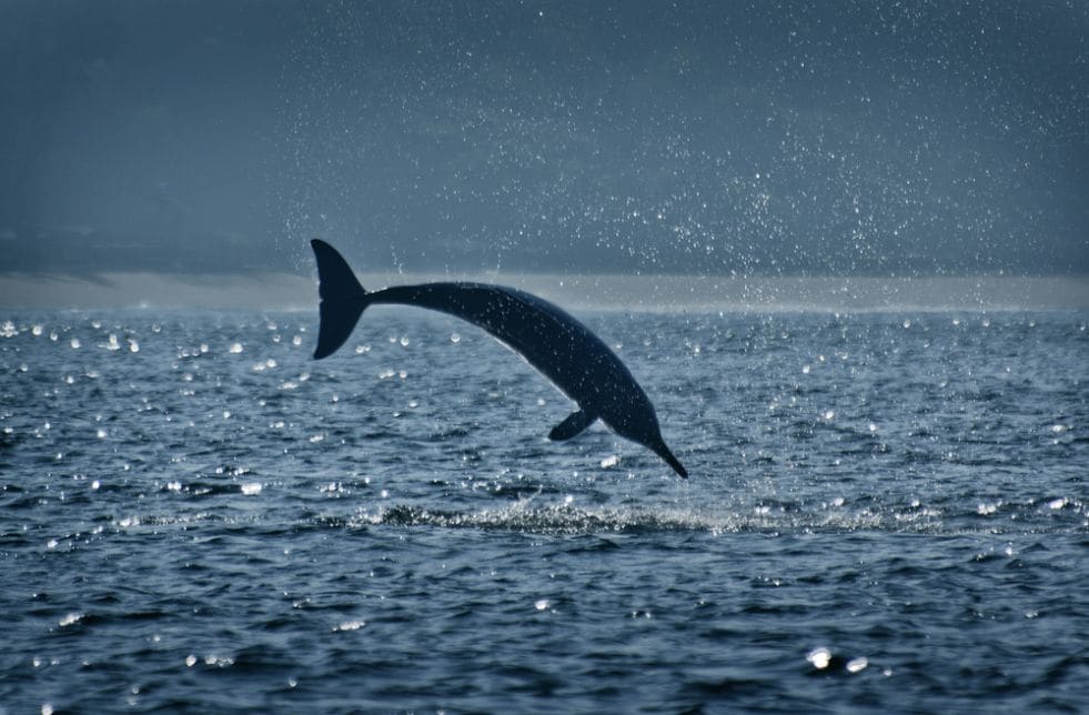 Bhagalpur_Vikramshila_gangetic_dolphin_sanctuary_2
