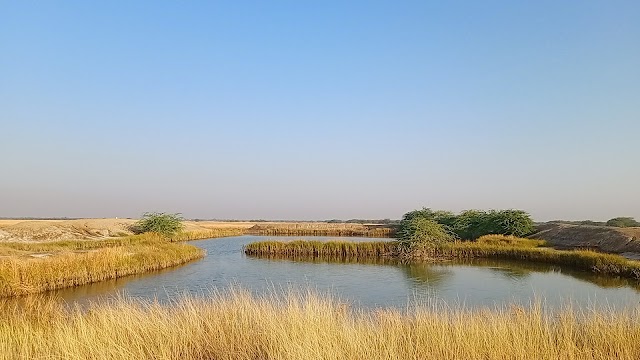 Bhavnagar_Blackbuck_national_park_2