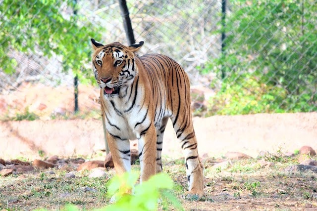 Chittoor_Venkateswara_national_park_2