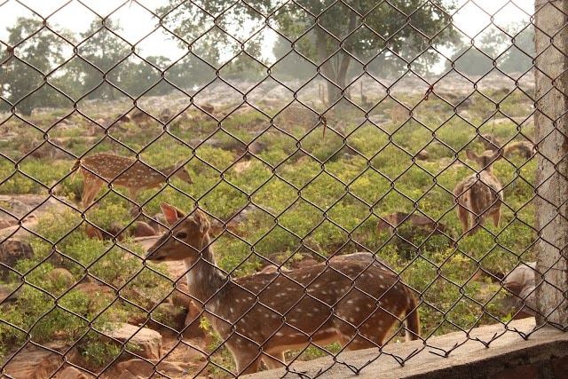 Chittoor_Venkateswara_national_park_3