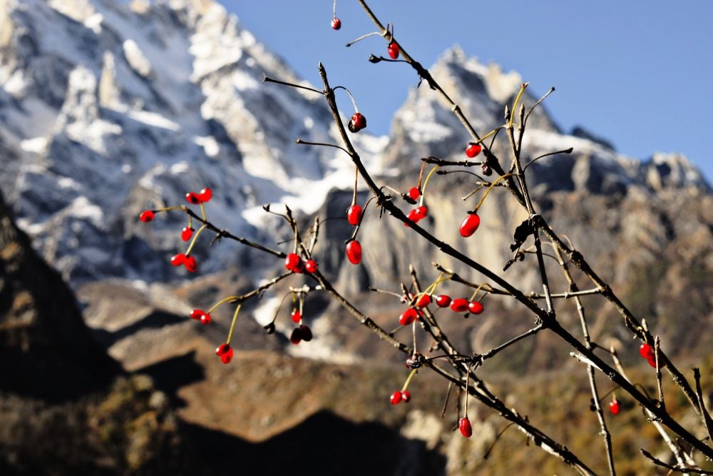 Gangotri_national_park_3