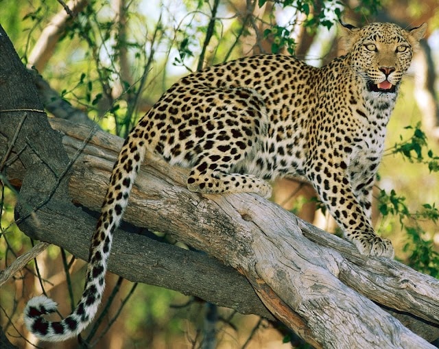 Hoshiarpur_Takhni_rehmapur_wild_animal_sanctuary_1