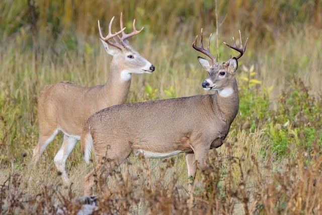 Hoshiarpur_Takhni_rehmapur_wild_animal_sanctuary_2
