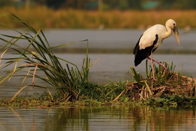 Hoskote_Hoskote_lake_2