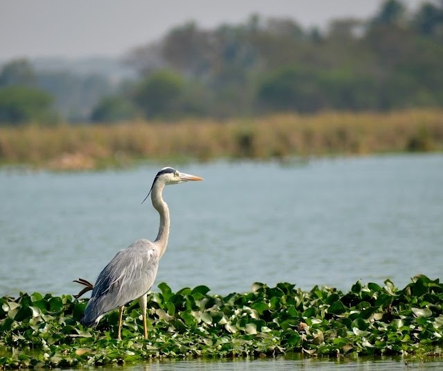 Hoskote_Hoskote_lake_3