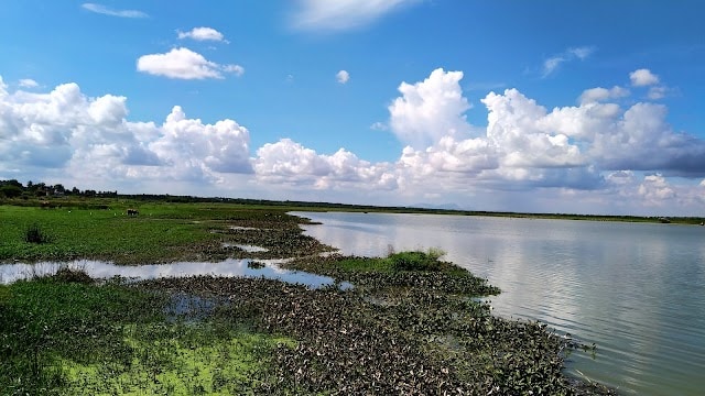 Hoskote_Hoskote_lake_4