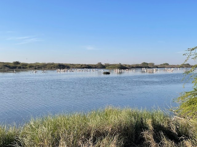Jamnagar_Khijadiya_Bird_Sanctuary_3
