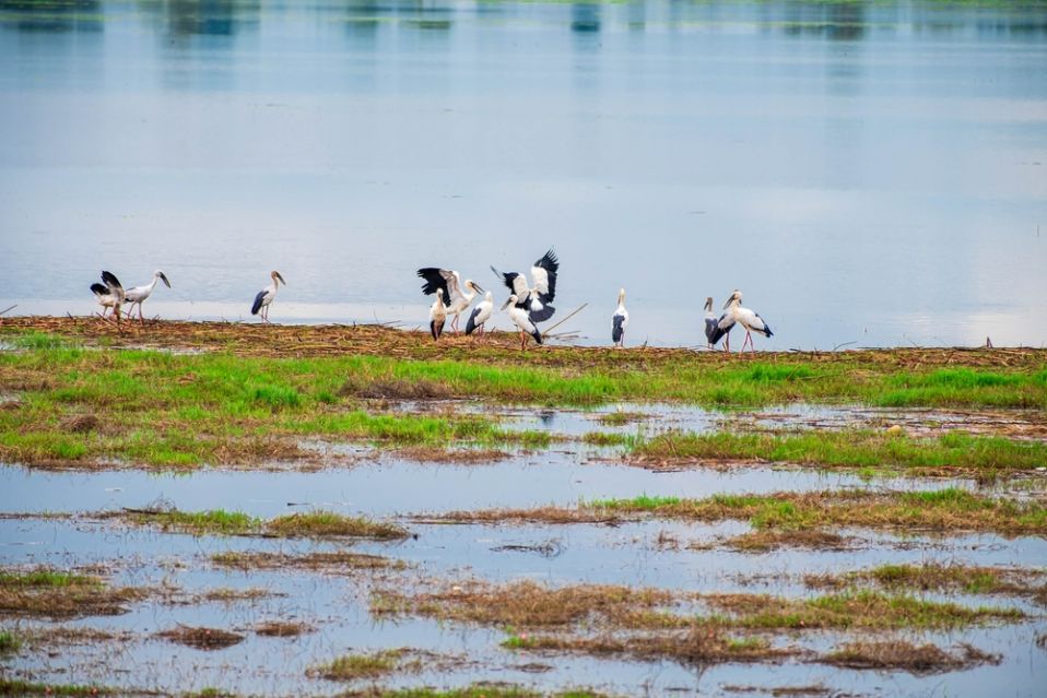 Jhajjar_Bhindawas_bird_sanctuary-3