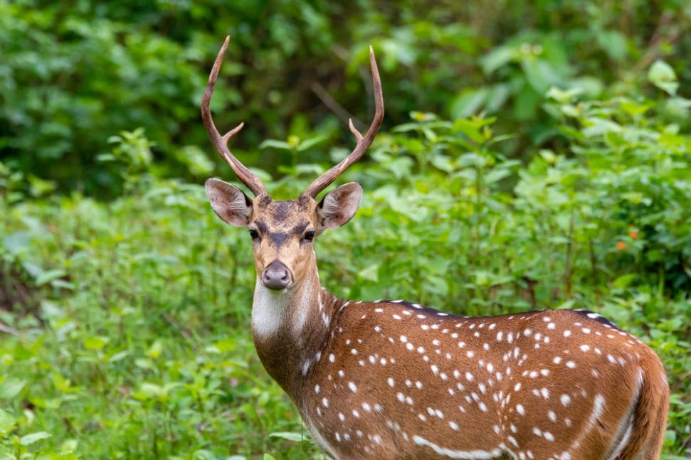 Khammam_Kinnerasani_wildlife_sanctuary_2