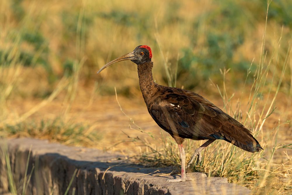 Kharagpur_Bhimbandh_wildlife_sanctuary_2