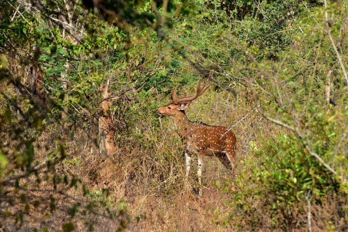 Kharagpur_Bhimbandh_wildlife_sanctuary_3