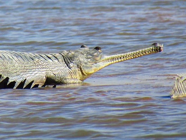 Kota_Chambal_river_safari_3
