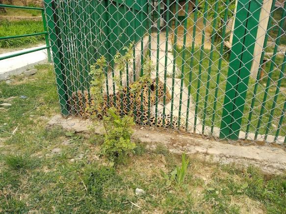 Kufri_Kufri_zoo_1