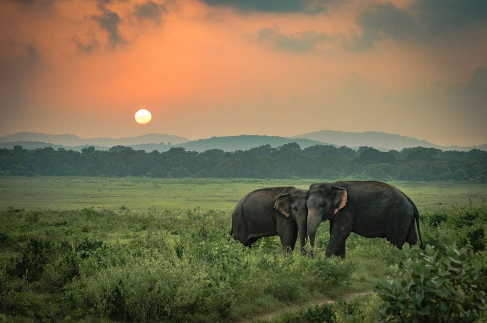 Kumbhalgarh_Kumbhalgarh_wildlife_sanctuary_1