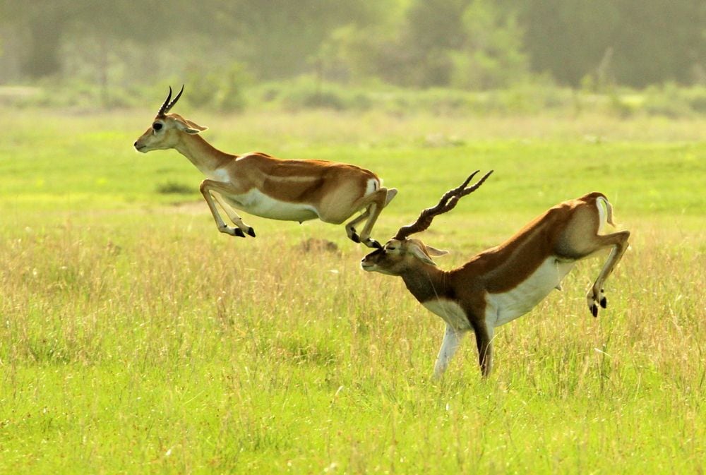 Kumbhalgarh_Kumbhalgarh_wildlife_sanctuary_2
