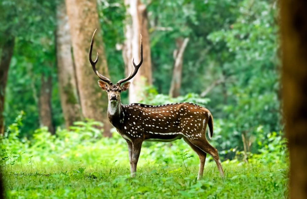 Kumbhalgarh_Kumbhalgarh_wildlife_sanctuary_3