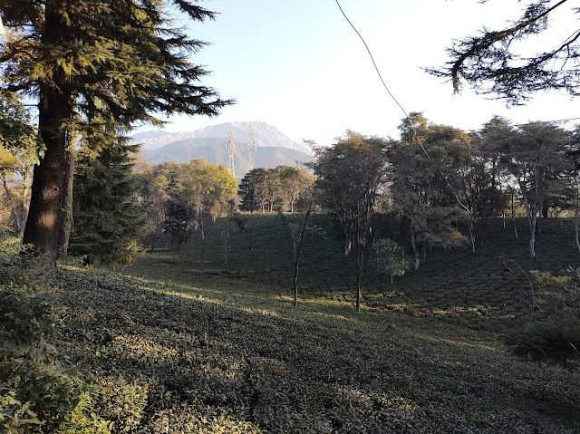 Palampur_Tea_garden_3