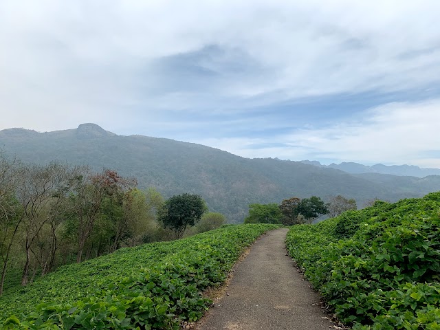 Pollachi_Anamalai_hills_1