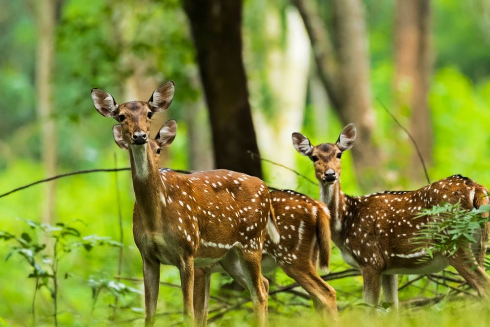 Pollachi_Anamalai_wildlife_sanctuary-2