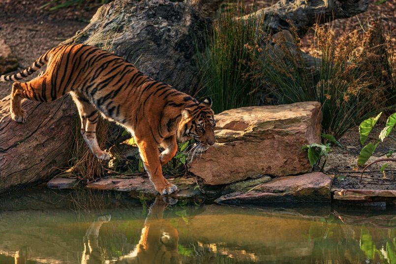 Shahjahanpur_Pilibhit_national_park_3