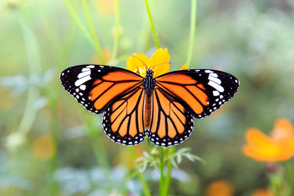 Thane_Elvis_butterfly_garden__2