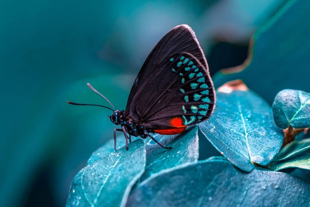Thane_Elvis_butterfly_garden__3