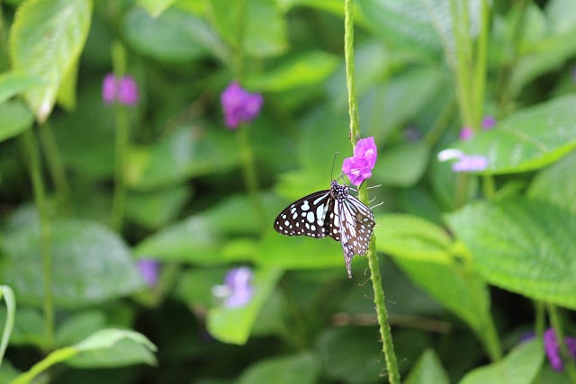 Thane_Ovelekar_wadi_butterfly_garden_2