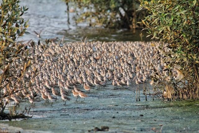 Thane_creek_flamingo_sanctuary__2