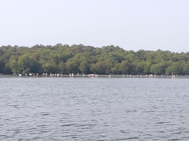 Thane_creek_flamingo_sanctuary__3