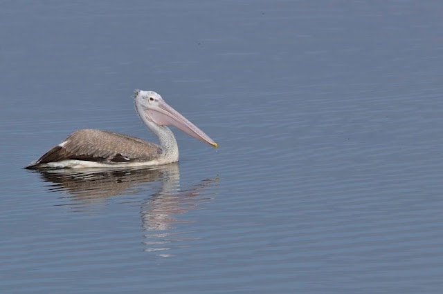 Tirupur_Andipalayam_lake_1