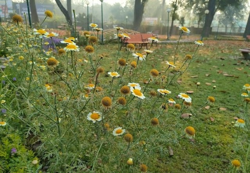 Bareilly_Children_s_park_3