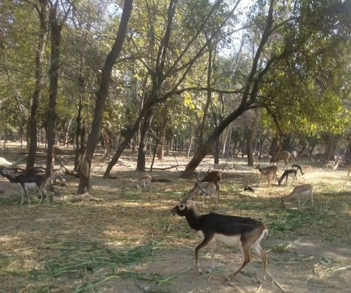 Bathinda_Bathinda_zoo_park_2
