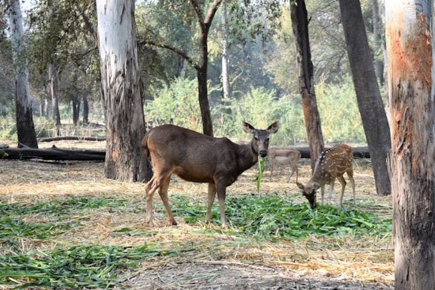 Bathinda_Bathinda_zoo_park_3