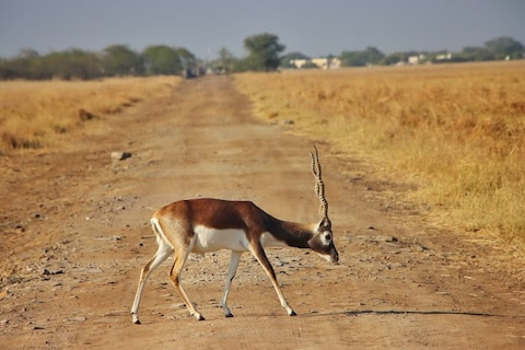 Blackbuck National Park